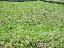 Terreno 600 mq, zona Trevignano